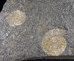 Dactylioceras commune (SOWERBY 1815) - Bild © FossNet FossilienStore